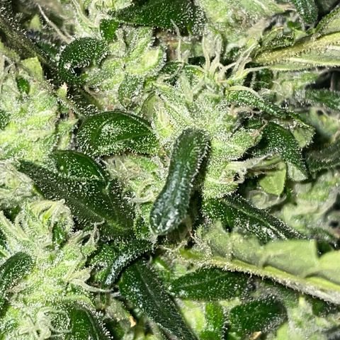 Mohan Poison #1 growlog timeline photo