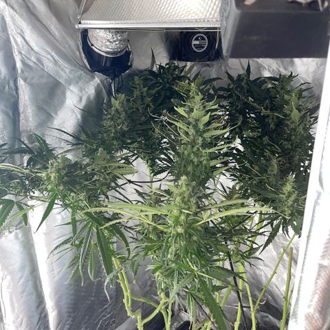 Mohan Poison #1 growlog timeline photo