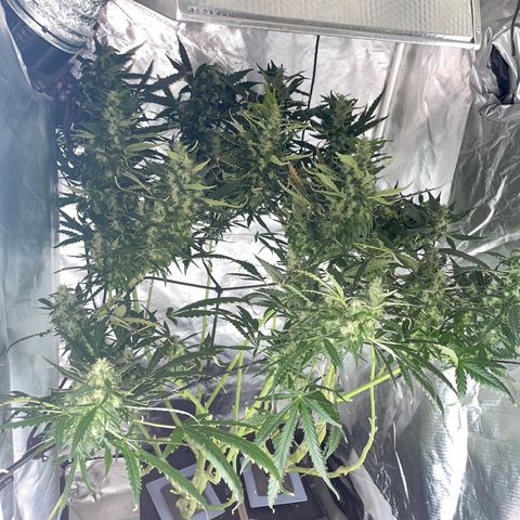 Mohan Poison #1 growlog timeline photo