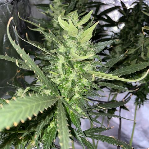 Mohan Poison #1 growlog timeline photo