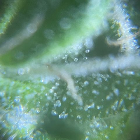 Mohan Poison #1 growlog timeline photo