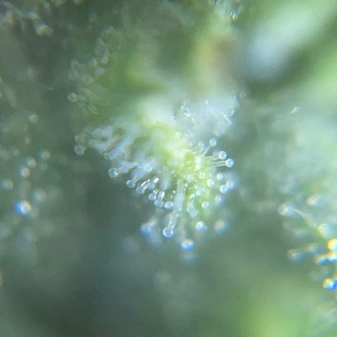 Mohan Poison #1 growlog timeline photo