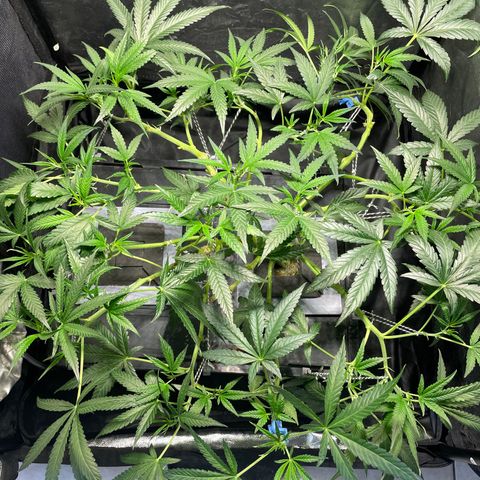 Auto Citrus Skunk growlog timeline photo