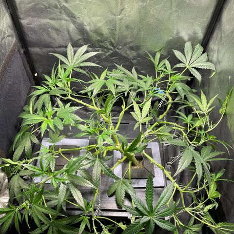 Auto Citrus Skunk growlog timeline photo