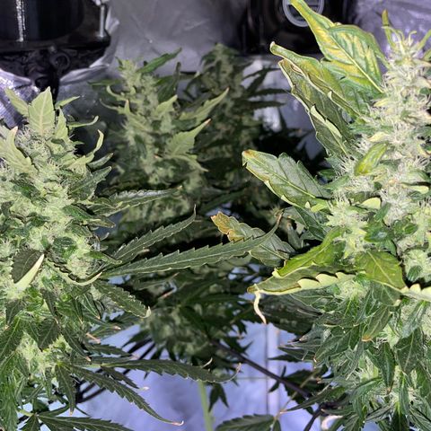 Mohan Poison #1 growlog timeline photo
