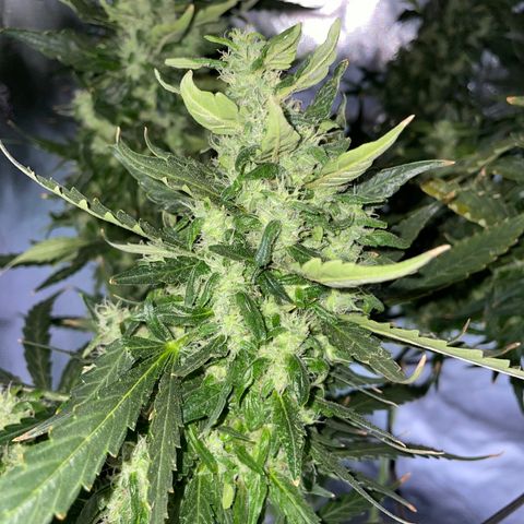 Mohan Poison #1 growlog timeline photo