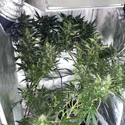 Mohan Poison #1 growlog timeline photo