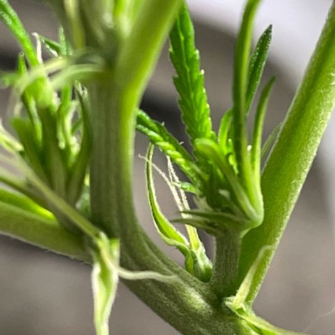 Auto Citrus Skunk growlog timeline photo