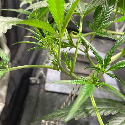 Auto Citrus Skunk growlog timeline photo