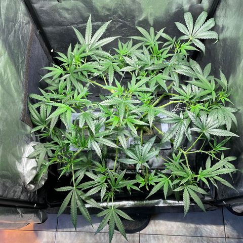 Auto Citrus Skunk growlog timeline photo