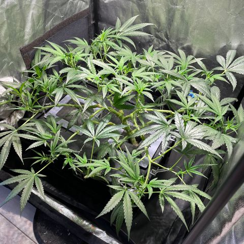Auto Citrus Skunk growlog timeline photo