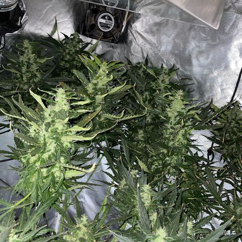 Mohan Poison #1 growlog timeline photo