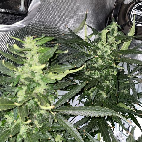 Mohan Poison #1 growlog timeline photo