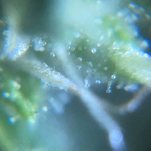 Mohan Poison #1 growlog timeline photo