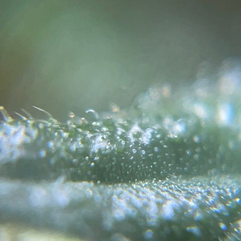 Mohan Poison #1 growlog timeline photo