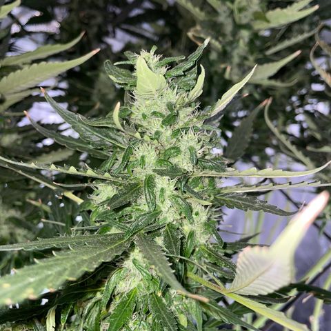 Mohan Poison #1 growlog timeline photo