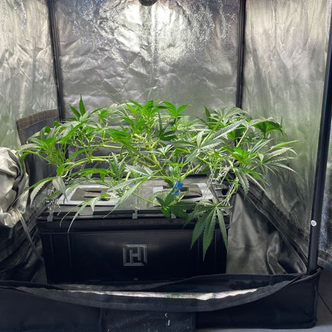Auto Citrus Skunk growlog timeline photo