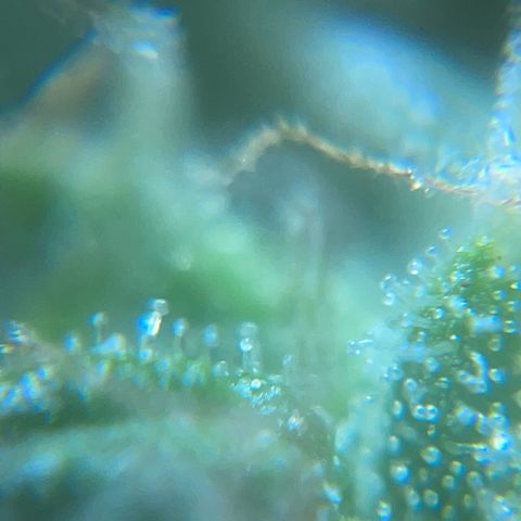 Mohan Poison #1 growlog timeline photo
