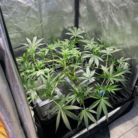 Auto Citrus Skunk growlog timeline photo