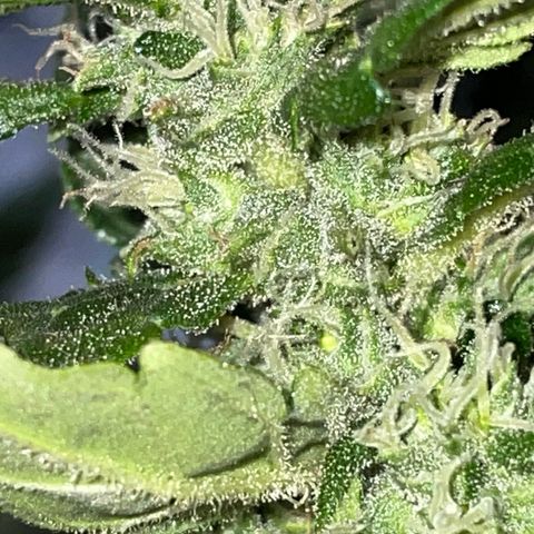 Mohan Poison #1 growlog timeline photo