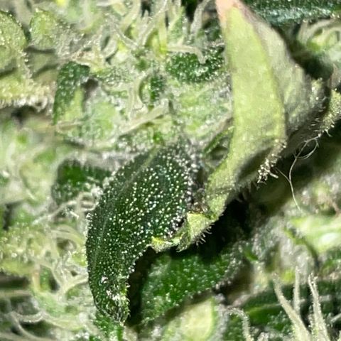 Mohan Poison #1 growlog timeline photo