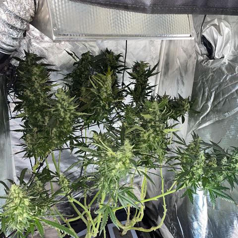Mohan Poison #1 growlog timeline photo