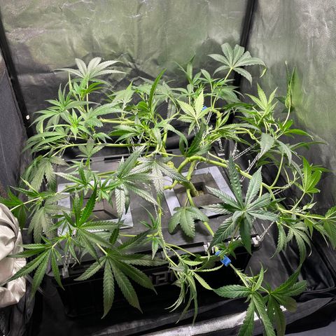 Auto Citrus Skunk growlog timeline photo