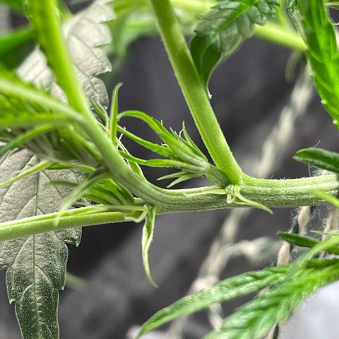 Auto Citrus Skunk growlog timeline photo