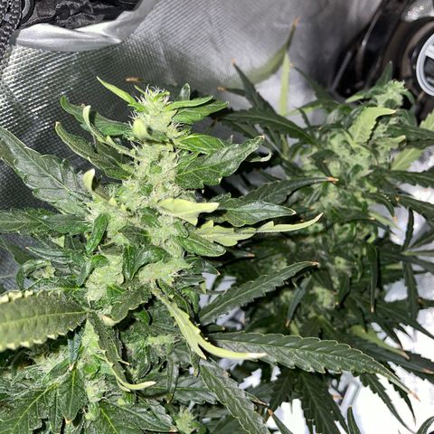 Mohan Poison #1 growlog timeline photo