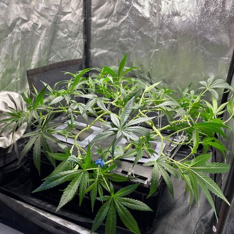 Auto Citrus Skunk growlog timeline photo