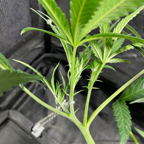 Auto Citrus Skunk growlog timeline photo