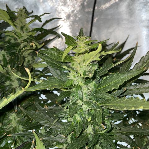 Mohan Poison #1 growlog timeline photo