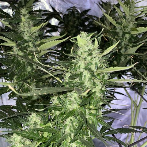 Mohan Poison #1 growlog timeline photo