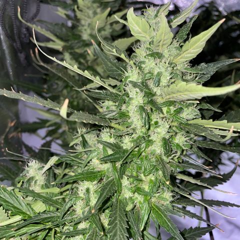 Mohan Poison #1 growlog timeline photo
