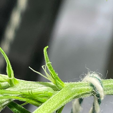 Auto Citrus Skunk growlog timeline photo