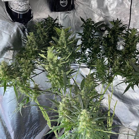 Mohan Poison #1 growlog timeline photo