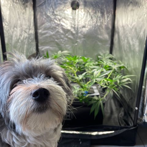 Auto Citrus Skunk growlog timeline photo