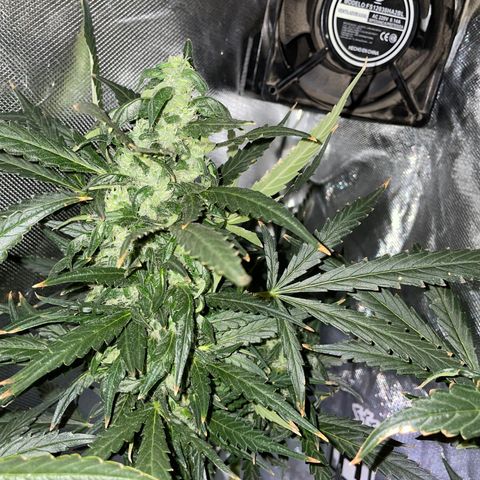 Mohan Poison #1 growlog timeline photo