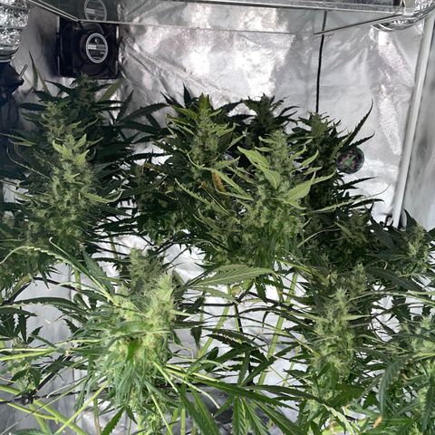 Mohan Poison #1 growlog timeline photo