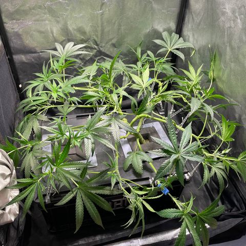 Auto Citrus Skunk growlog timeline photo