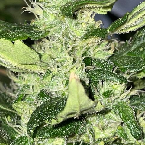 Mohan Poison #1 growlog timeline photo