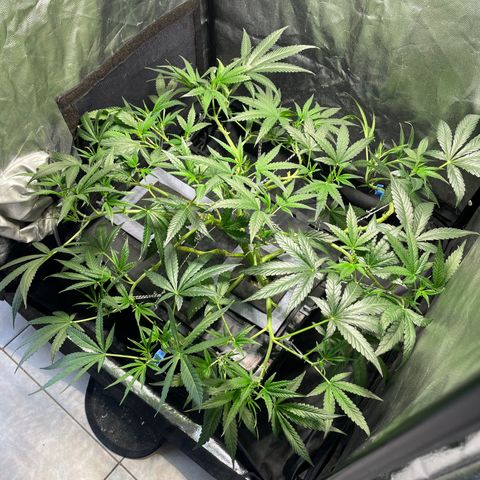 Auto Citrus Skunk growlog timeline photo