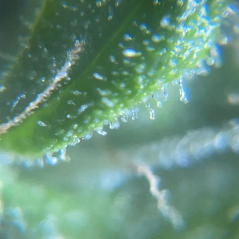 Mohan Poison #1 growlog timeline photo