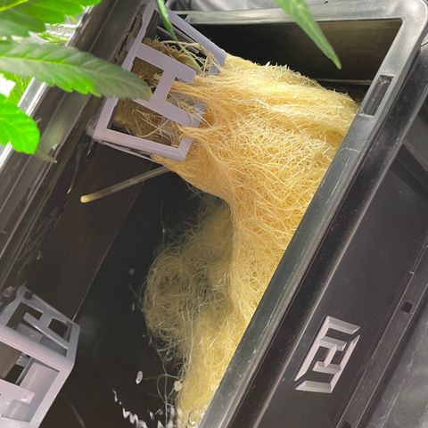 Auto Citrus Skunk growlog timeline photo