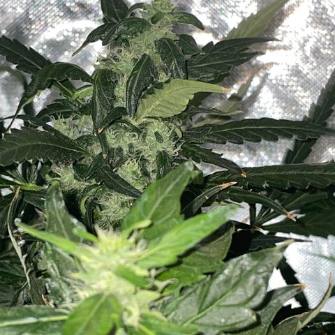 Mohan Poison #1 growlog timeline photo