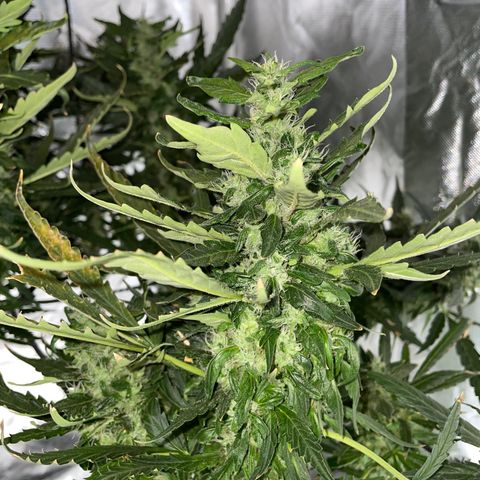Mohan Poison #1 growlog timeline photo