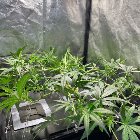 Auto Citrus Skunk growlog timeline photo