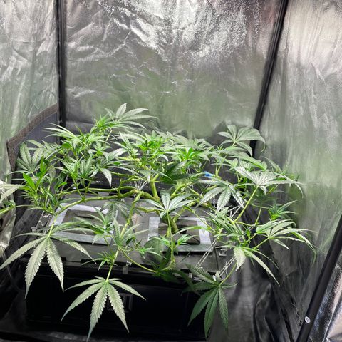 Auto Citrus Skunk growlog timeline photo
