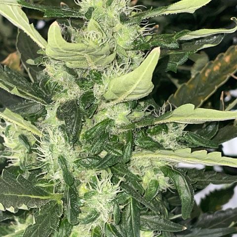 Mohan Poison #1 growlog timeline photo