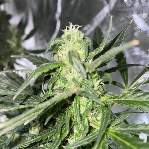 Mohan Poison #1 growlog timeline photo